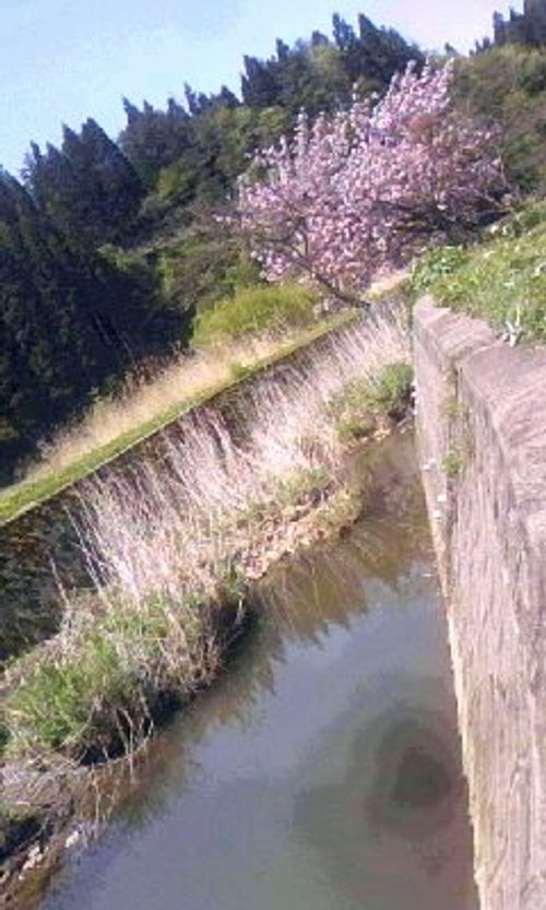 データに残っている最も古い庭BBQ 秋田市 ファミリーキャンプ フリーサイト ロマンチックあげる夫さんのキャンプブログ CAMPiii（キャンピー） -キャンプ専用SNS キャンプのすべてがここに集まる-