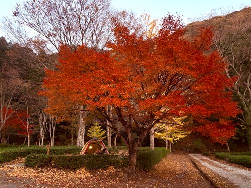 ①季節外れのUNAGI とDONABEで米を炊く🌾 ②ボージョレ・ヌーボー解禁日🍷にキャンプ🏕️ ③4年前と同じ場所で紅葉狩り🍁 大久保キャンプ場 ソロキャンプ 区画サイト waccy0441さんのキャンプブログ CAMPiii（キャンピー） -キャンプ専用SNS キャンプのすべてがここに集まる-
