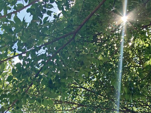 長雨の晴れ間に心のデコボコをデイキャンで均す 郷土の森公園バーベキュー場 ソロキャンプ フリーサイト Honey Bさんのキャンプブログ CAMPiii（キャンピー） -キャンプ専用SNS キャンプのすべてがここに集まる-