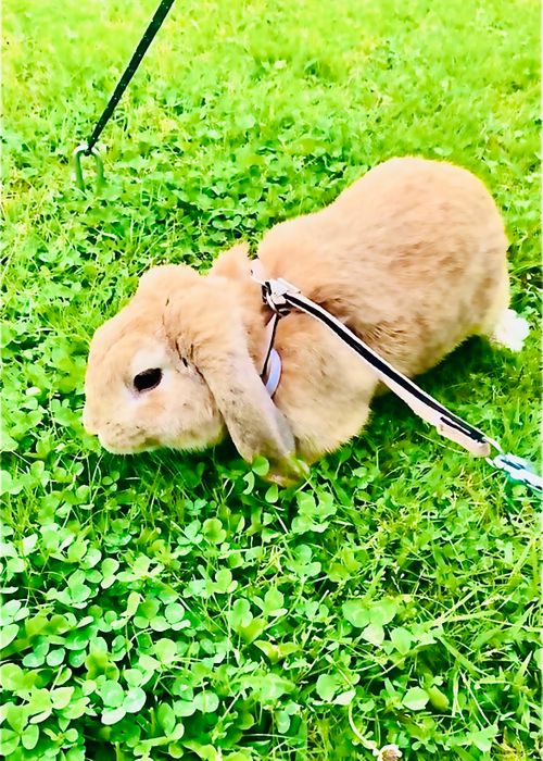 結局なぁ〜んも出来なかった悪天候おじおばうさキャン△ in 田万川キャンプ場 〜 CAMP NO.187 田万川キャンプ場 ファミリーキャンプ グループキャンプ フリーサイト おじキャン△さんのキャンプブログ CAMPiii（キャンピー） -キャンプ専用SNS キャンプのすべてがここに集まる-