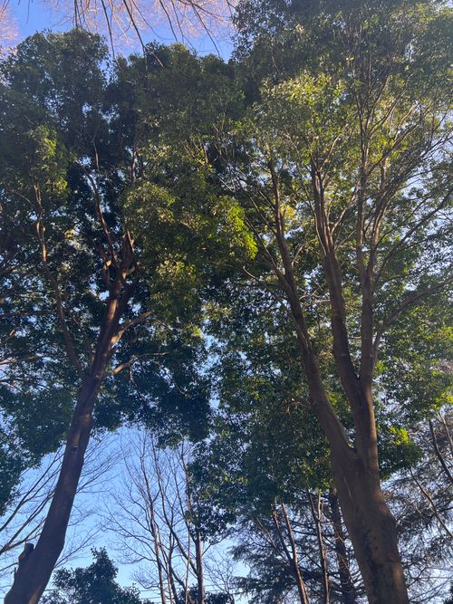 上野沼やすらぎの里キャンプ場 上野沼やすらぎの里 ソロキャンプ 区画サイト オートサイト Maaaaaa!さんのキャンプブログ CAMPiii（キャンピー） -キャンプ専用SNS キャンプのすべてがここに集まる-