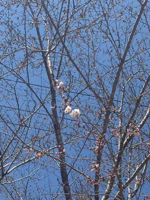 幻のキャンプサイト　オーブン❤️ グループキャンプ フリーサイト moreAiさんのキャンプブログ CAMPiii（キャンピー） -キャンプ専用SNS キャンプのすべてがここに集まる-