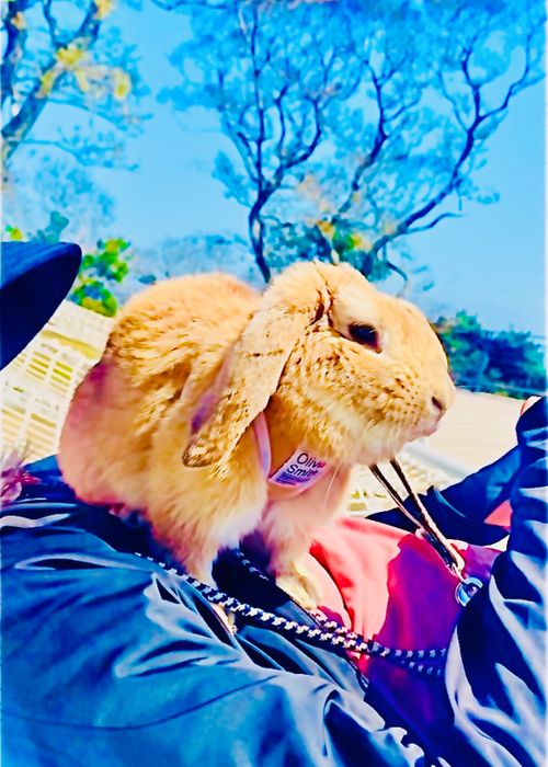 桜🌸を諦めきれないおばちゃんの付き添いおじおばうさキャン△ in 深坂自然の森キャンプ場 〜 CAMP NO.184 深坂自然の森キャンプ場 ファミリーキャンプ グループキャンプ 区画サイト おじキャン△さんのキャンプブログ CAMPiii（キャンピー） -キャンプ専用SNS キャンプのすべてがここに集まる-