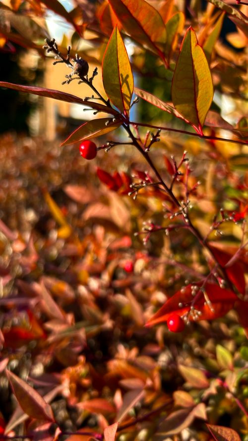 ソロ専用キャンプ場 越生町 ソロキャンプ フリーサイト りんしゃんさんのキャンプブログ CAMPiii（キャンピー） -キャンプ専用SNS キャンプのすべてがここに集まる-