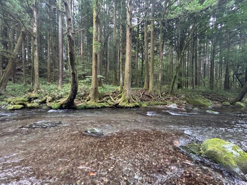 Vol.6 避暑地 fuji camp village(フジ キャンプ ビレッジ) ファミリーキャンプ 区画サイト こなたさんのキャンプブログ CAMPiii（キャンピー） -キャンプ専用SNS キャンプのすべてがここに集まる-