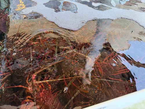 九州伊勢えびキャンプ🦞@たらおさん船上誕生日🚢 ぐうたら夫婦さんのキャンプブログ CAMPiii（キャンピー） -キャンプ専用SNS キャンプのすべてがここに集まる-