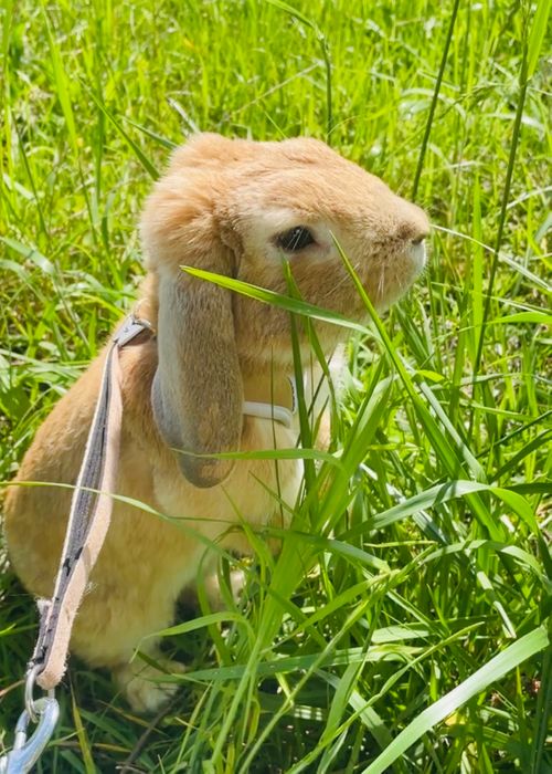 のんびりマッタリ&hellip;GW明け連泊おじうさキャン△ in 阿武川河川公園キャンプ場 〜 CAMP NO.190 阿武川河川公園 ソロキャンプ ファミリーキャンプ フリーサイト おじキャン△さんのキャンプブログ CAMPiii（キャンピー） -キャンプ専用SNS キャンプのすべてがここに集まる-