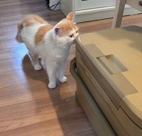 キャンプ解禁🎉＆乾杯🍻青木ヶ原樹海を歩く!? 「フラット登山」第2弾 DOTEKAGE CAMP GROUND 区画サイト Jimko☆さんのキャンプブログ CAMPiii（キャンピー） -キャンプ専用SNS キャンプのすべてがここに集まる-