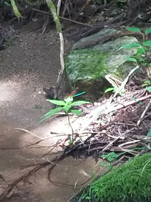 泉の森 避暑地 泉の森オートキャンプ場 小広荘 ソロキャンプ 区画サイト おっとまんSさんのキャンプブログ CAMPiii(キャンピー) -キャンプ専用SNS キャンプのすべてがここに集まる-