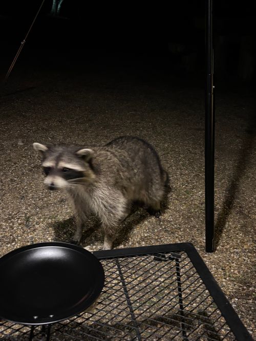 TOP画を『タヌキ』にしたら、メインがなくなるので『桜』にする！ くつわ池自然公園キャンプ場 ソロキャンプ フリーサイト とのさんのキャンプブログ CAMPiii（キャンピー） -キャンプ専用SNS キャンプのすべてがここに集まる-