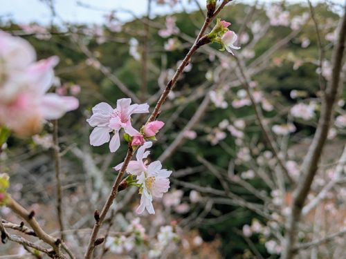 メッタメタにしてやんよ！ 知明湖キャンプ場 ソロキャンプ フリーサイト ぞのさんさんのキャンプブログ CAMPiii（キャンピー） -キャンプ専用SNS キャンプのすべてがここに集まる-