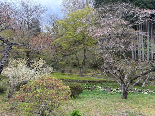 今年の桜は早かったキャンプ たびのCAMPING BASE 天守閣自然公園オートキャンプ場 ソロキャンプ 区画サイト やまなかさんのキャンプブログ CAMPiii（キャンピー） -キャンプ専用SNS キャンプのすべてがここに集まる-