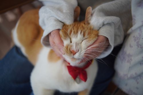 【キャンプ行けてない】キャンプ場マルシェイベントへ行った記録 TINY CAMP VILLAGE 週末スナフキンさんのキャンプブログ CAMPiii（キャンピー） -キャンプ専用SNS キャンプのすべてがここに集まる-