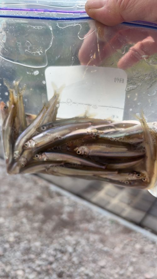 第87話　　ワカサギ釣りしてきた！キャンプはしてない 群馬県 ソロキャンプ ちろ犬さんのキャンプブログ CAMPiii（キャンピー） -キャンプ専用SNS キャンプのすべてがここに集まる-