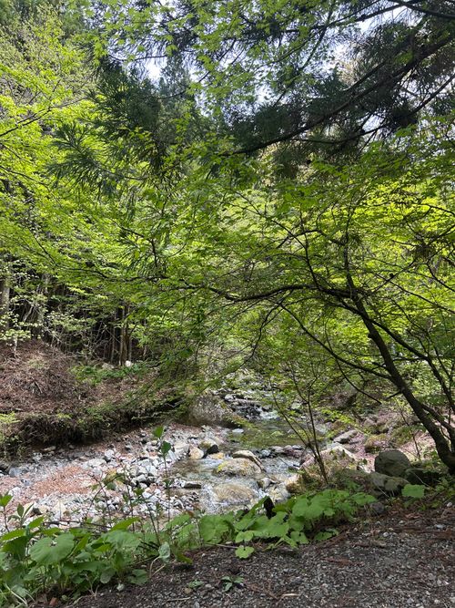 久しぶりのソロキャンプ🏕️ 道志の森キャンプ場 ソロキャンプ フリーサイト Genさんのキャンプブログ CAMPiii（キャンピー） -キャンプ専用SNS キャンプのすべてがここに集まる-