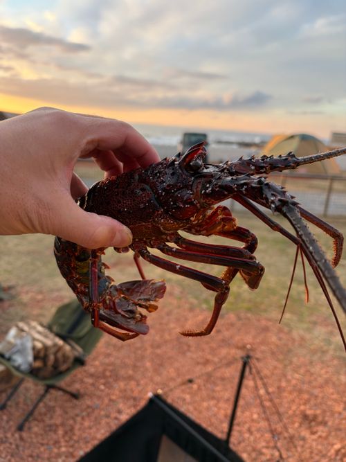 年越しキャンプ！⛺️ キャンプ マナビス 海サイト グループキャンプ 区画サイト オートサイト ぺちゃさんのキャンプブログ CAMPiii（キャンピー） -キャンプ専用SNS キャンプのすべてがここに集まる-