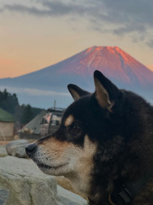 今月2回目⛺️今回も天気に恵まれて最高 ふもとっぱらキャンプ場 ソロキャンプ フリーサイト OYAKATAさんのキャンプブログ CAMPiii（キャンピー） -キャンプ専用SNS キャンプのすべてがここに集まる-