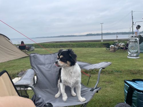 初めての湖畔キャンプ🏕️? 大洗町 夕日の郷 松川 ファミリーキャンプ フリーサイト Kojiさんのキャンプブログ CAMPiii(キャンピー) -キャンプ専用SNS キャンプのすべてがここに集まる-