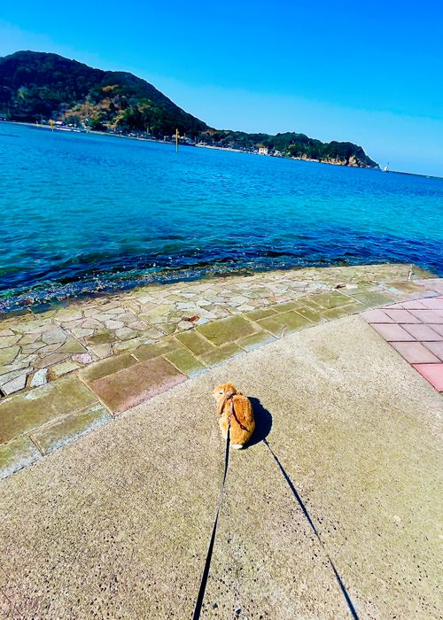 イライラした時は&hellip;やっぱり？リフレッシュおじうさキャン△ in 阿川ほうせんぐり海浜公園 〜 CAMP NO.177 阿川ほうせんぐり海浜公園 ソロキャンプ ファミリーキャンプ フリーサイト おじキャン△さんのキャンプブログ CAMPiii（キャンピー） -キャンプ専用SNS キャンプのすべてがここに集まる-