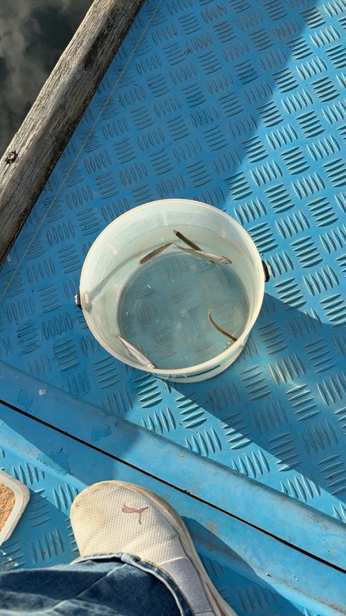 第87話　　ワカサギ釣りしてきた！キャンプはしてない 群馬県 ソロキャンプ ちろ犬さんのキャンプブログ CAMPiii（キャンピー） -キャンプ専用SNS キャンプのすべてがここに集まる-