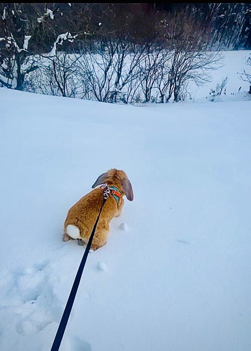 念願の雪中⛄️おじおばうさキャン△ in 板木まきばの里キャンプ場 〜 CAMP NO.173 小板まきばの里キャンプ場 ファミリーキャンプ グループキャンプ 区画サイト おじキャン△さんのキャンプブログ CAMPiii（キャンピー） -キャンプ専用SNS キャンプのすべてがここに集まる-