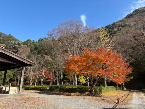 ①季節外れのUNAGI とDONABEで米を炊く🌾 ②ボージョレ・ヌーボー解禁日🍷にキャンプ🏕️ ③4年前と同じ場所で紅葉狩り🍁 大久保キャンプ場 ソロキャンプ 区画サイト waccy0441さんのキャンプブログ CAMPiii（キャンピー） -キャンプ専用SNS キャンプのすべてがここに集まる-