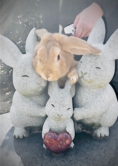 神在月に神の遣い《きなこ》と一緒に…出雲参拝おじおばうさキャン△ in 夢の森うさぎキャンプ場 〜 CAMP NO. うさぎ森林公園 夢の森うさぎ ファミリーキャンプ グループキャンプ 区画サイト おじキャン△さんのキャンプブログ CAMPiii(キャンピー) -キャンプ専用SNS キャンプのすべてがここに集まる-