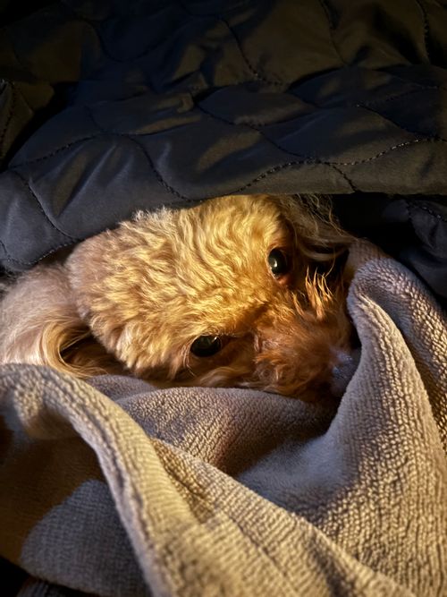 絶景と温泉と薪ストーブとわんこ♡ 未完の里 ファミリーキャンプ 区画サイト aozoraさんのキャンプブログ CAMPiii（キャンピー） -キャンプ専用SNS キャンプのすべてがここに集まる-