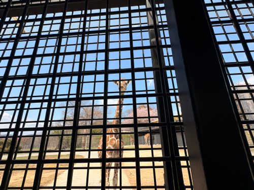 春爛漫🌸Camp♪♪ 宮川内公園 ファミリーキャンプ フリーサイト camping roll♪さんのキャンプブログ CAMPiii（キャンピー） -キャンプ専用SNS キャンプのすべてがここに集まる-