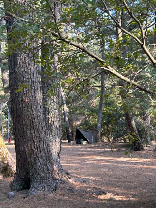 1月キャンプ　ソロでホームへ 美浜町煙樹海岸キャンプ場 ソロキャンプ フリーサイト △kuuga△さんのキャンプブログ CAMPiii（キャンピー） -キャンプ専用SNS キャンプのすべてがここに集まる-