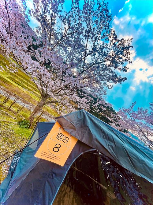 リベンジお花見🌸 & 新幕お試しおじうさキャン△ in 阿武川温泉公園 〜 CAMP NO.183 萩阿武川温泉公園（キャンプ可） ソロキャンプ ファミリーキャンプ フリーサイト おじキャン△さんのキャンプブログ CAMPiii（キャンピー） -キャンプ専用SNS キャンプのすべてがここに集まる-