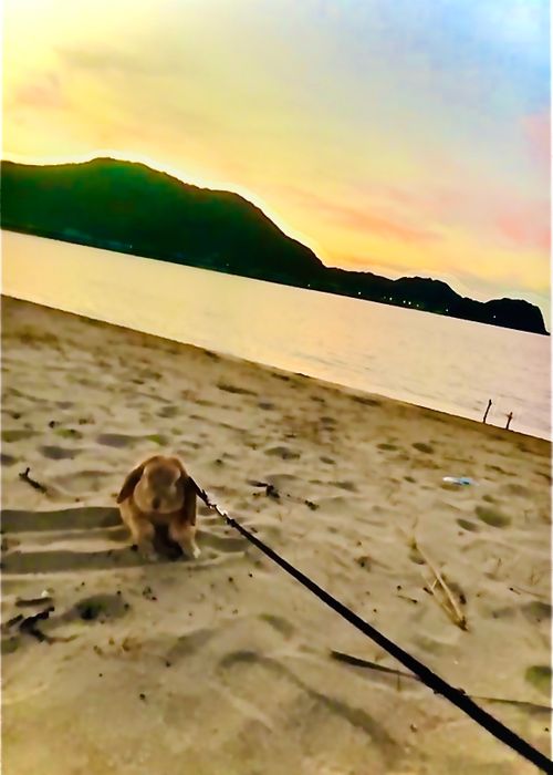 夏キャンプもそろそろ終わり？お盆明けのまた〜りおじ🐰キャン△ in 阿川ほうせんぐり海浜公園 〜 CAMP NO.208 阿川ほうせんぐり海浜公園 ソロキャンプ ファミリーキャンプ フリーサイト おじキャン△さんのキャンプブログ CAMPiii（キャンピー） -キャンプ専用SNS キャンプのすべてがここに集まる-