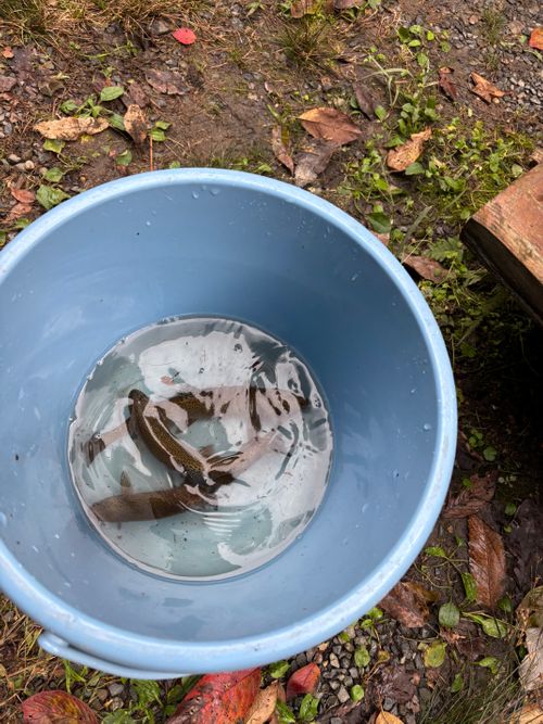 降ったり止んだり 朽木こがわ渓流センターキャンプ場 ファミリーキャンプ 区画サイト Kさんのキャンプブログ CAMPiii（キャンピー） -キャンプ専用SNS キャンプのすべてがここに集まる-