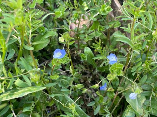 久しぶりのキャンプ🏕️ ファミリーキャンプ フリーサイト Shinさんのキャンプブログ CAMPiii（キャンピー） -キャンプ専用SNS キャンプのすべてがここに集まる-