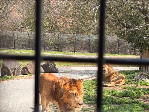 春爛漫🌸Camp♪♪ 宮川内公園 ファミリーキャンプ フリーサイト camping roll♪さんのキャンプブログ CAMPiii（キャンピー） -キャンプ専用SNS キャンプのすべてがここに集まる-