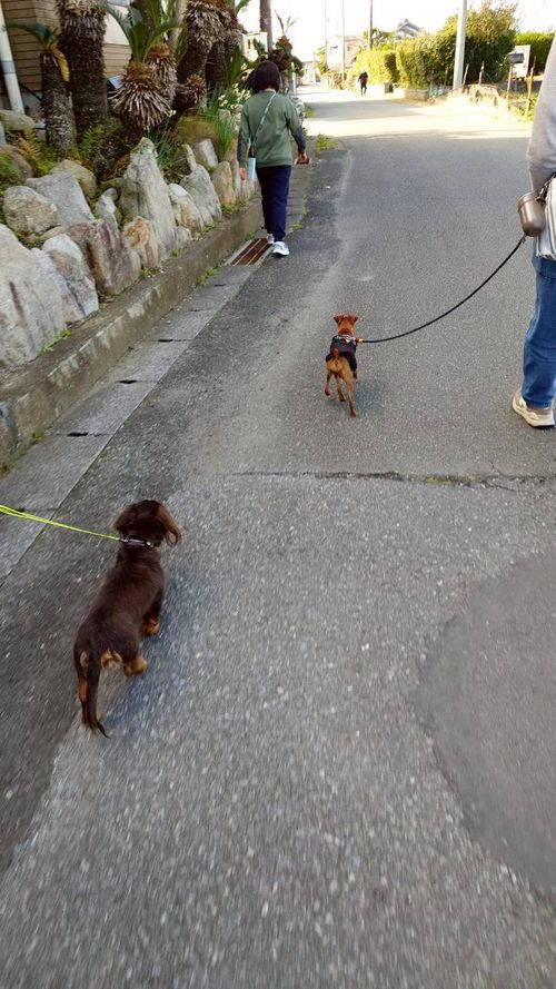 恒例の新春ファミキャン！ THE DOG DEPT GARDEN RESORT-安房白浜- ファミリーキャンプ グループキャンプ 区画サイト まーささんのキャンプブログ CAMPiii（キャンピー） -キャンプ専用SNS キャンプのすべてがここに集まる-