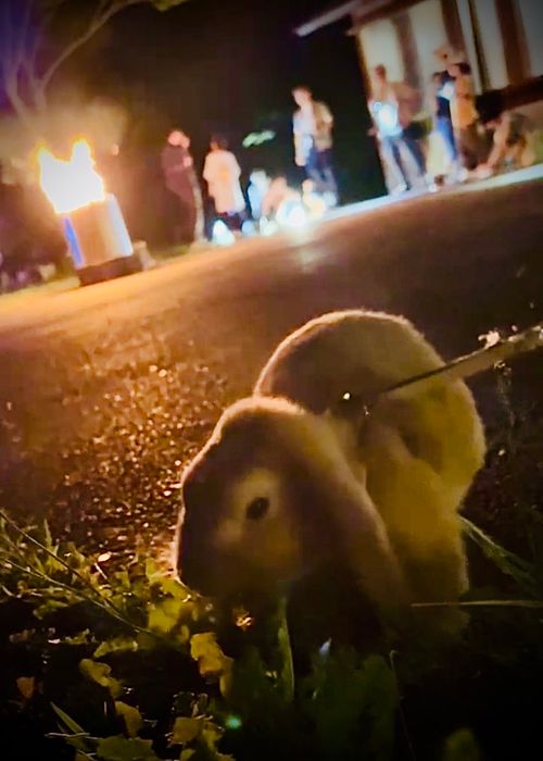 イベントキャンプ初参戦！皆んなで楽しむおじおば🐰キャン△ in らかん高原オートキャンプ場 〜 CAMP NO.204 らかん高原 オートキャンプ場 ファミリーキャンプ グループキャンプ おじキャン△さんのキャンプブログ CAMPiii（キャンピー） -キャンプ専用SNS キャンプのすべてがここに集まる-