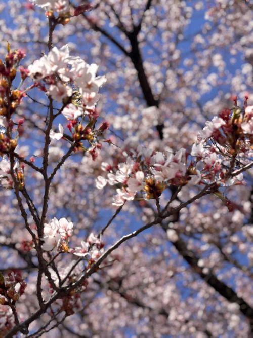 【番外編】駐屯地でお花見するっちゃ〜🌸🌸🌸 陸上自衛隊 福島駐屯地 Oniyomeさんのキャンプブログ CAMPiii（キャンピー） -キャンプ専用SNS キャンプのすべてがここに集まる-