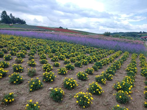 【Day3】北海道Ｃ△ｍｐ旅’  in 上川・愛別 きのこの里あいべつオートキャンプ場 ファミリーキャンプ オートサイト キャンピングカー vios outdoor'sさんのキャンプブログ CAMPiii（キャンピー） -キャンプ専用SNS キャンプのすべてがここに集まる-