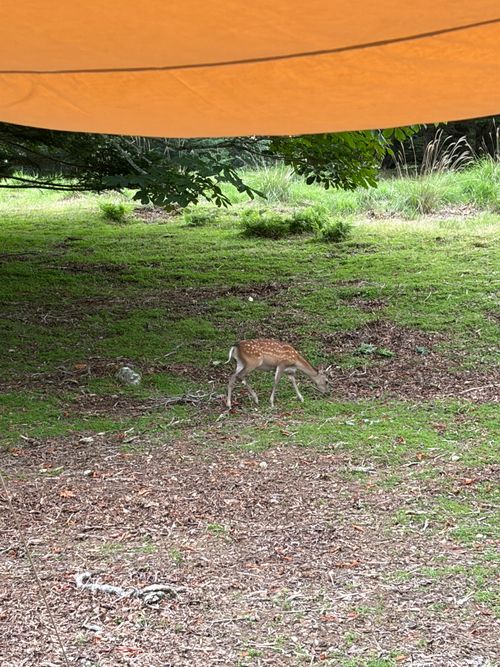 🏕️キャンプ記録 vol.3🏕️ 涼を求めて標高1150mの和佐又山へ。 WASAMATA HUTTE ファミリーキャンプ フリーサイト ヤス&さくらさんのキャンプブログ CAMPiii（キャンピー） -キャンプ専用SNS キャンプのすべてがここに集まる-