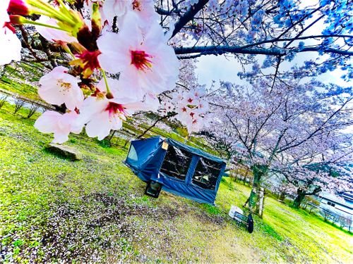 CAMPiii（キャンピー） おじキャン△さんのキャンプブログ リベンジお花見🌸 & 新幕お試しおじうさキャン△ in 阿武川温泉公園 〜 CAMP NO.183 萩阿武川温泉公園（キャンプ可）