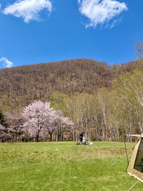 桜と新幕としっぽり燻製キャンプ🏕️ 留辺蘂つつじ公園キャンプ場 ファミリーキャンプ フリーサイト りかさんのキャンプブログ CAMPiii（キャンピー） -キャンプ専用SNS キャンプのすべてがここに集まる-
