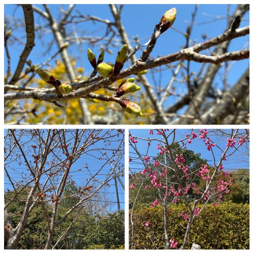 2026年4回目、桜開花直前キャン🌸 憩いの森公園 ファミリーキャンプ 区画サイト オートサイト わいげさんのキャンプブログ CAMPiii（キャンピー） -キャンプ専用SNS キャンプのすべてがここに集まる-
