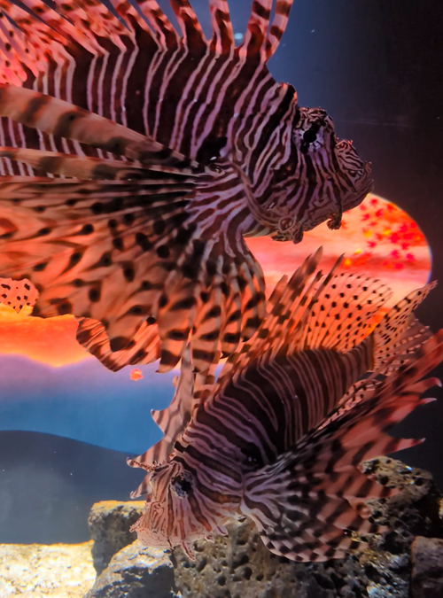 2025年締めキャンプ。ヤギと猫と魚と人生最高峰への決意。 ホシアカリ 波うち グループキャンプ 区画サイト NATSUさんのキャンプブログ CAMPiii（キャンピー） -キャンプ専用SNS キャンプのすべてがここに集まる-