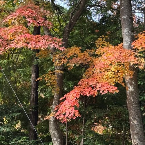 CAMPiii（キャンピー） xiongmaoさんのキャンプブログ 紅葉キャンはいつもの場所で オートキャンプせせらぎ