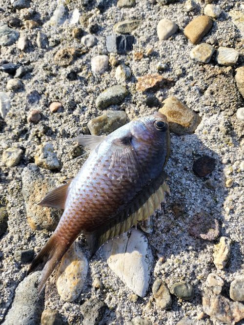 能登復興応援観光満喫キャンプ1泊目 九十九湾園地キャンプ場(ツクモワンエンチキャンプジョウ) ソロキャンプ グループキャンプ 区画サイト オートサイト たかたかぽんたさんのキャンプブログ CAMPiii（キャンピー） -キャンプ専用SNS キャンプのすべてがここに集まる-