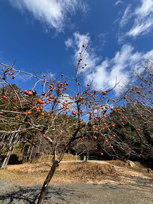 今年もお世話になりました！来年もたくさん遊んでくれぶーん！！ KAWAI VILLAGE CAMP ソロキャンプ 区画サイト とのさんのキャンプブログ CAMPiii（キャンピー） -キャンプ専用SNS キャンプのすべてがここに集まる-
