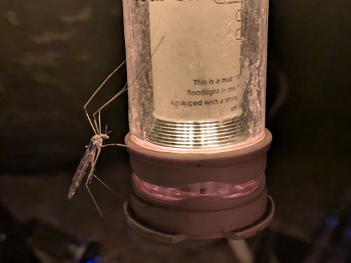 CAMPiii(キャンピー) ぞのさんさんのキャンプブログ イナゴとイチゴとイチゴイチエ。 大阪府