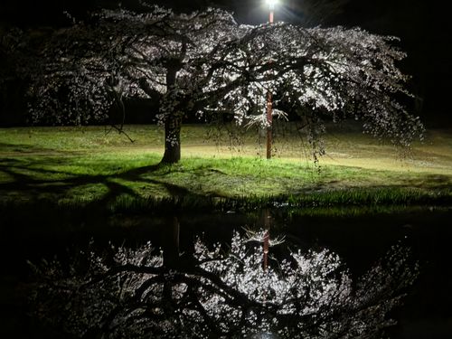 オッサン、清瀬に帰る 清瀬金山緑地公園 ソロキャンプ フリーサイト やんさんのキャンプブログ CAMPiii（キャンピー） -キャンプ専用SNS キャンプのすべてがここに集まる-
