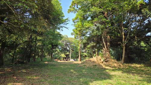 樹齢何年？という大きな木の下で&hellip; TSURUMAI CAMP PARK（ツルマイ キャンプ パーク） ソロキャンプ 区画サイト ke-nさんのキャンプブログ CAMPiii（キャンピー） -キャンプ専用SNS キャンプのすべてがここに集まる-